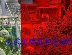 彩色夾膠玻璃